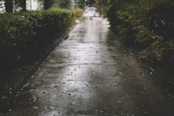 雨の日偉大な被写し界深度 1, 2 — ストック写真