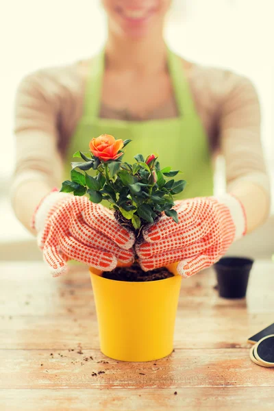 在花盆里种植玫瑰的女人手的特写 — 图库照片