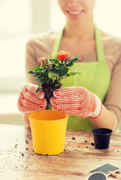 Primer plano de las manos de la mujer plantando rosas en maceta — Foto de Stock