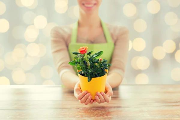 Close up de mãos de mulher segurando rosas arbusto no pote — Fotografia de Stock