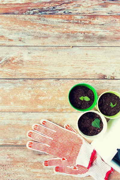 Close up of seedlings and garden gloves — Stock Photo, Image