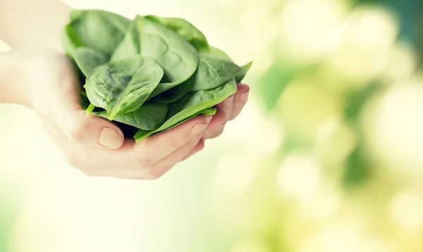 Close up of woman hands holding spinach — Stock Photo, Image