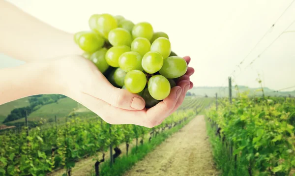 Primer plano de las manos de la mujer sosteniendo racimo de uva verde — Foto de Stock