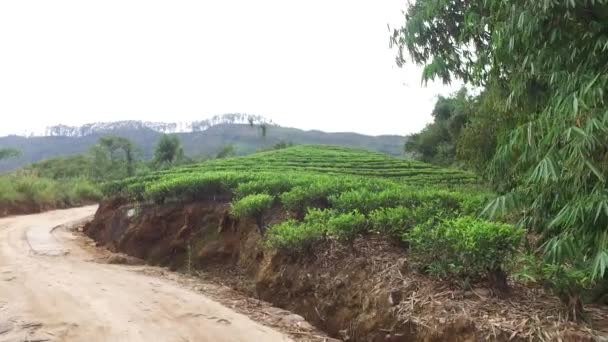 Campo de plantação de estrada e chá no Sri Lanka — Vídeo de Stock