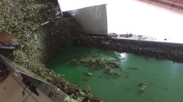 Thé vert se déplaçant sur le convoyeur de machine à l'usine — Video