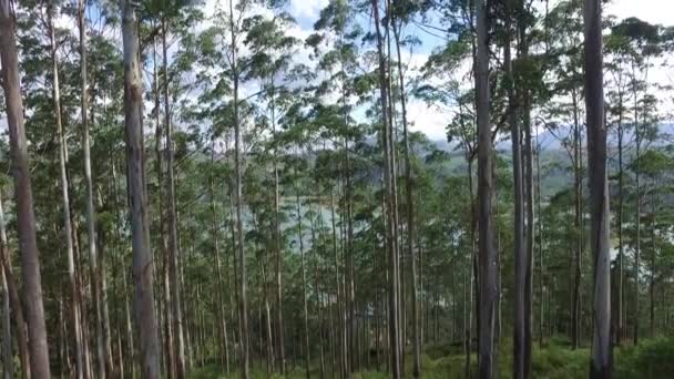 Eucalyptus or gum-tree in sri lanka forest — Stock Video