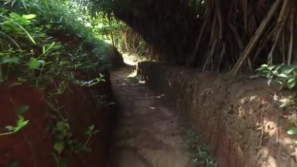 Route ou sentier à travers la forêt de sri lanka — Video