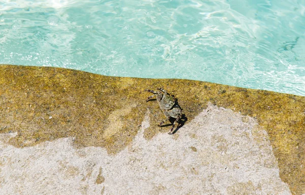 Gros plan de crabe au bord de la piscine — Photo