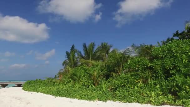 Árboles tropicales y puente de madera o muelle en la playa — Vídeo de stock