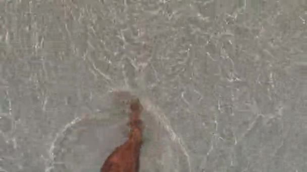 Male feet walking out sea water to beach sand — ストック動画