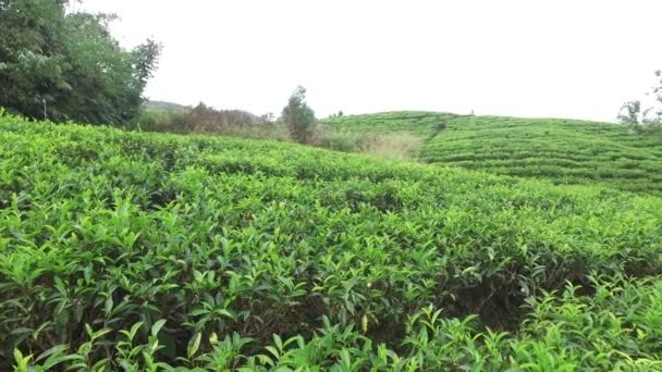 Campo di piantagione di tè nello Sri Lanka — Video Stock