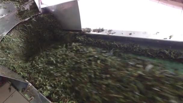 Зеленый чай перемещения на машине конвейер на заводе — стоковое видео