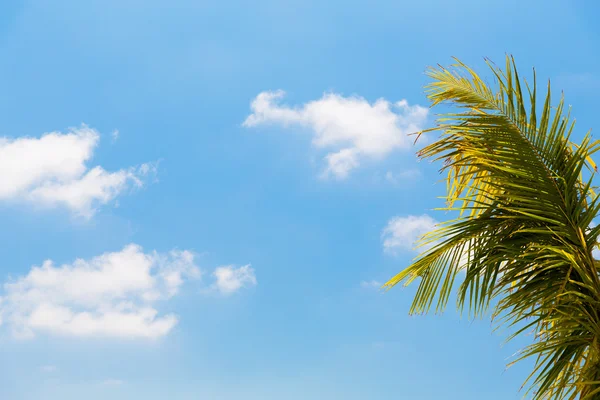 Cocoa palm tree and blue sky — Stock Photo, Image