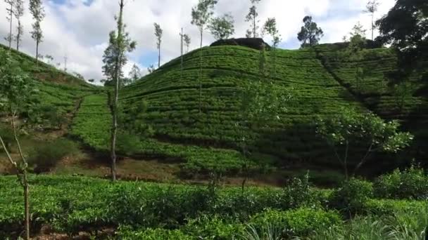 Tea ültetvény mező a Srí Lanka-i — Stock videók