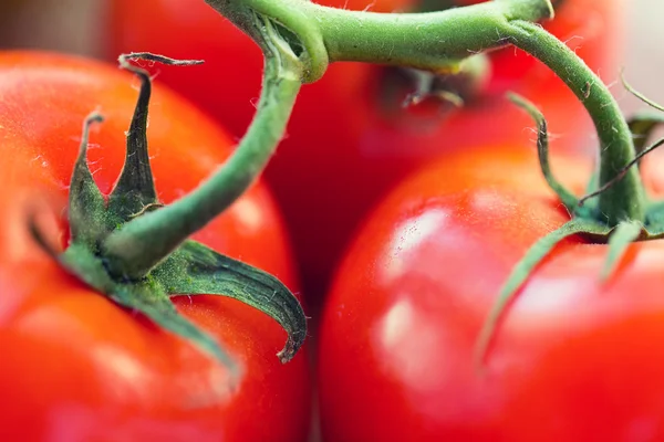 Zamknij się dojrzałe pomidory w soczysty czerwony — Zdjęcie stockowe