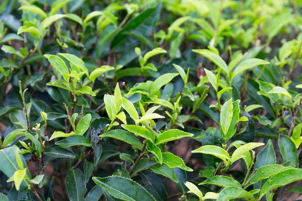 Чайні плантації поле на Шрі-Ланці — стокове фото