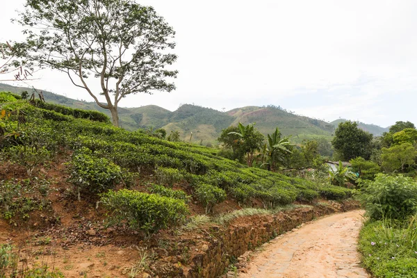 Дорожно-чайная плантация на Шри-Ланке — стоковое фото