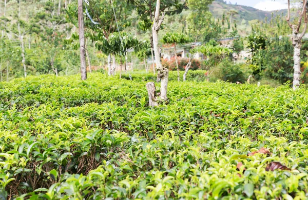 Чайная плантация на Шри-Ланке — стоковое фото
