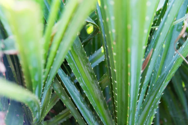 绿色的外来植物在户外的特写 — 图库照片