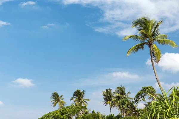 Palmiers et ciel bleu — Photo