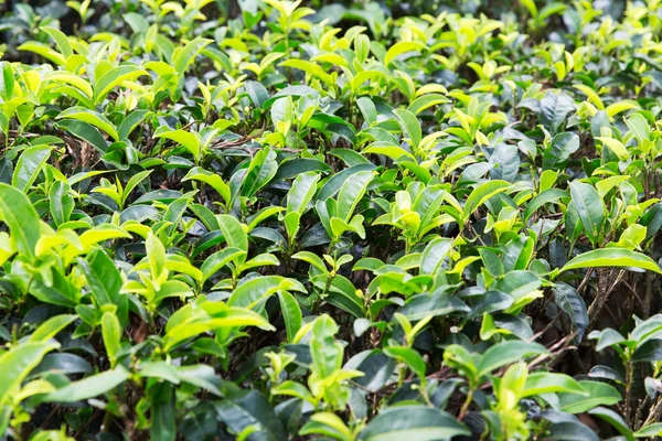 Чайні плантації поле на Шрі-Ланці — стокове фото