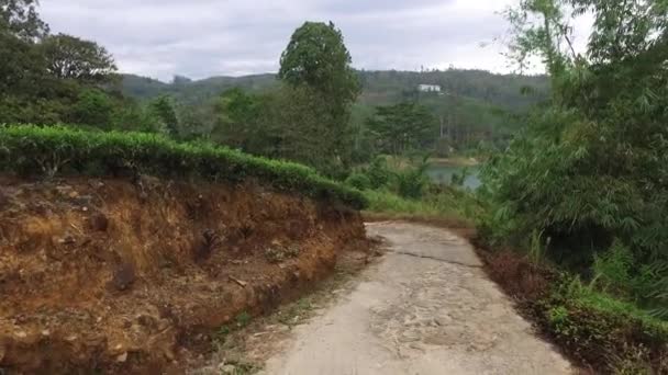 Straße und Teeplantage Feld auf sri lanka — Stockvideo