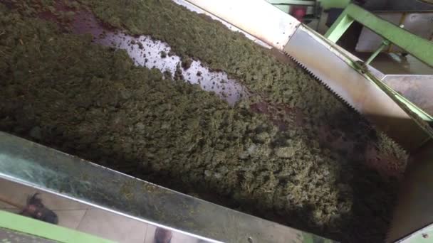 Té crudo moviéndose en el transportador de la máquina en fábrica — Vídeos de Stock