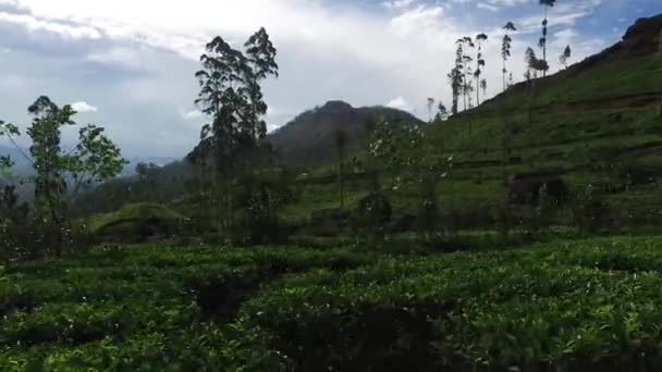 Thee plantage-veld op Sri Lanka — Stockvideo