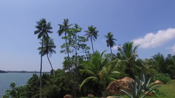 Vista al océano desde la isla de Sri Lanka con palmeras — Vídeo de stock