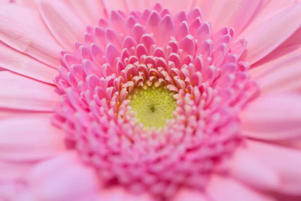 Närbild av vackra rosa gerbera blomma — Stockfoto