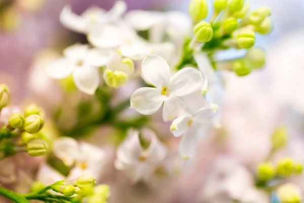 Close up de belas flores lilás — Fotografia de Stock