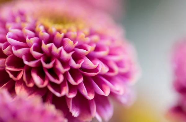 Close-up van de mooie roze chrysant bloemen — Stockfoto