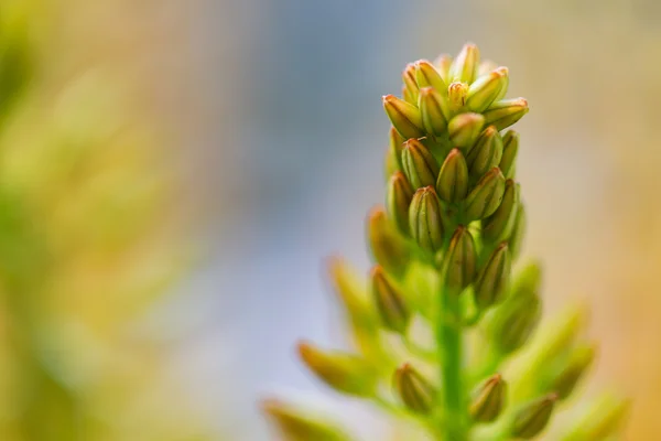 Close up of eremurus foxtail lily or flower — Stock Photo, Image