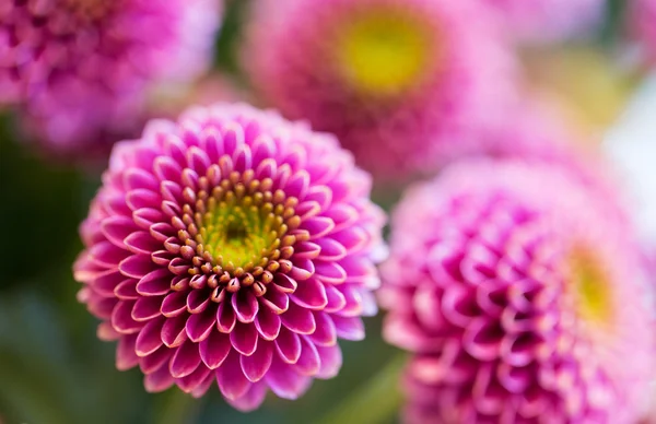 Close up de belas flores de crisântemo rosa — Fotografia de Stock