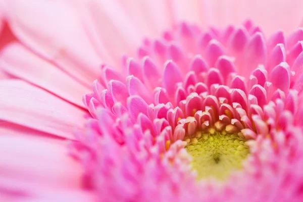 Närbild av vackra rosa gerbera blomma — Stockfoto
