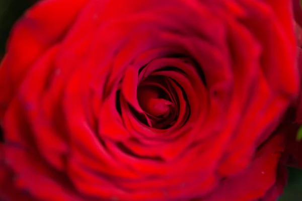 Close up de bela flor de rosa vermelha — Fotografia de Stock
