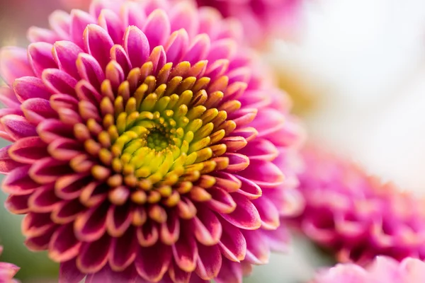 Närbild av vackra rosa chrysanthemum blommor — Stockfoto