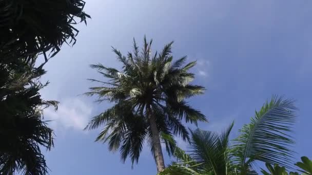 Palme e raggi di sole nel cielo — Video Stock