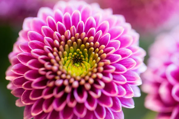 Close up de belas flores de crisântemo rosa — Fotografia de Stock