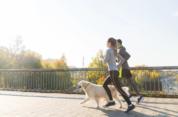 Boldog pár kutya futás a szabadban — Stock Fotó