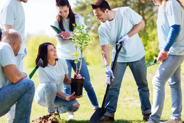 Grupo de voluntários plantando árvore no parque — Fotografia de Stock