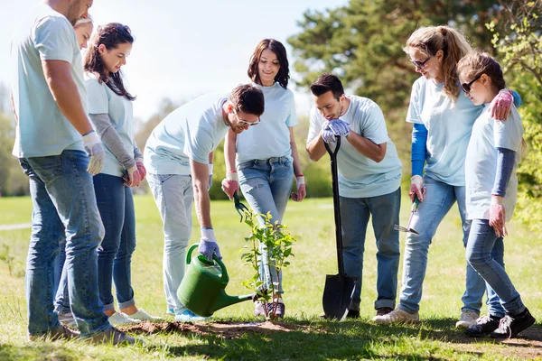 Groep vrijwilligers beplanting en water boom — Stockfoto