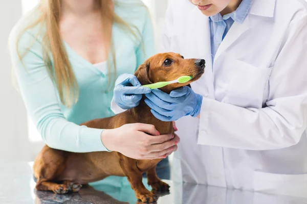 Gros plan du vétérinaire brossage des dents de chien — Photo