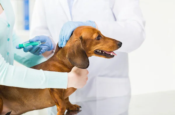 Close-up de veterinário fazendo vacina para cão na clínica — Fotografia de Stock