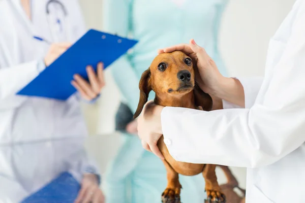 Close-up de veterinário com cão dachshund na clínica — Fotografia de Stock