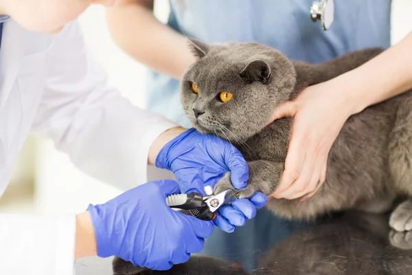 Закрыть ветеринара клиппером, срезающим кошачий гвоздь — стоковое фото