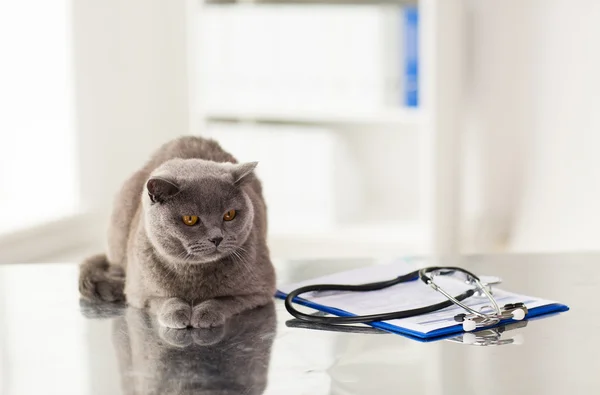 수 의사 진료소에 영국 고양이의 클로즈업 — 스톡 사진