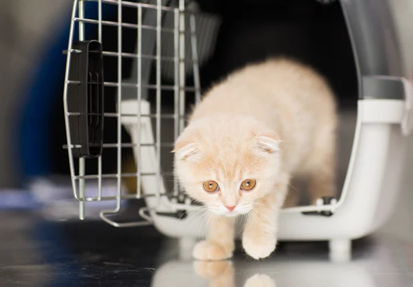 Крупним планом шотландський складчастий кошеня в котячому носії — стокове фото