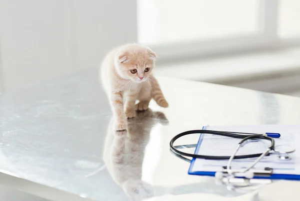 Крупним планом шотландський складчастий кошеня у ветеринарній клініці — стокове фото
