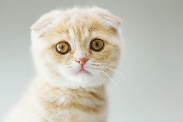 Close up of scottish fold kitten — Stock Photo, Image